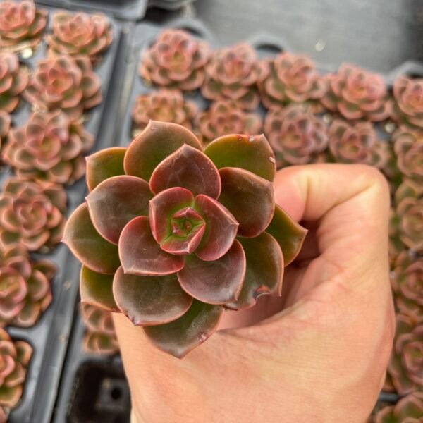 097. Echeveria ‘Melaco’