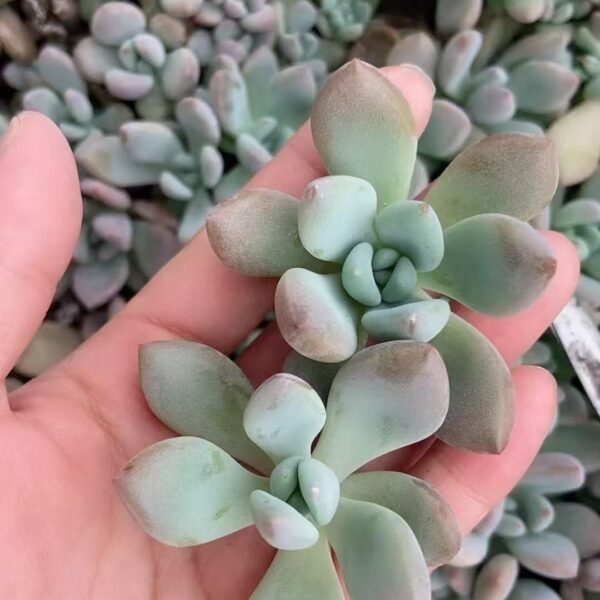 095. Graptoveria ‘Opalina’