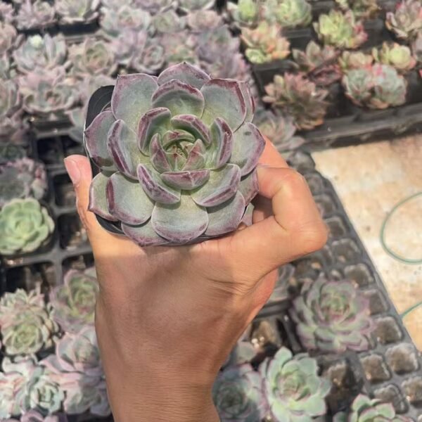 089. Echeveria ‘Champagne’