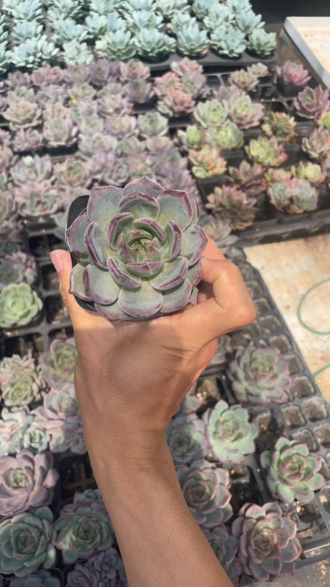 Echeveria 'Champagne'