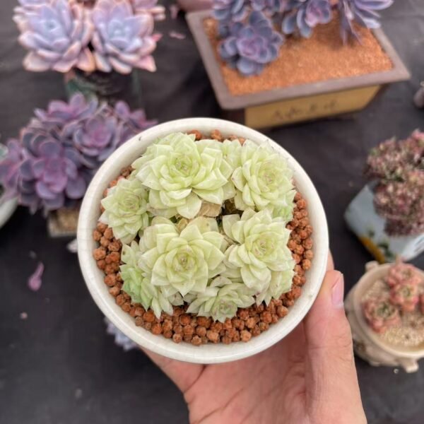 Echeveria ‘White Swan’