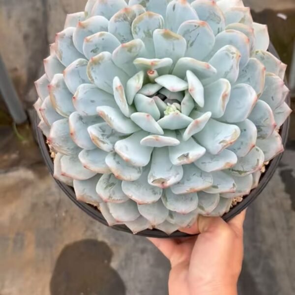 077. Echeveria ‘Monroe’