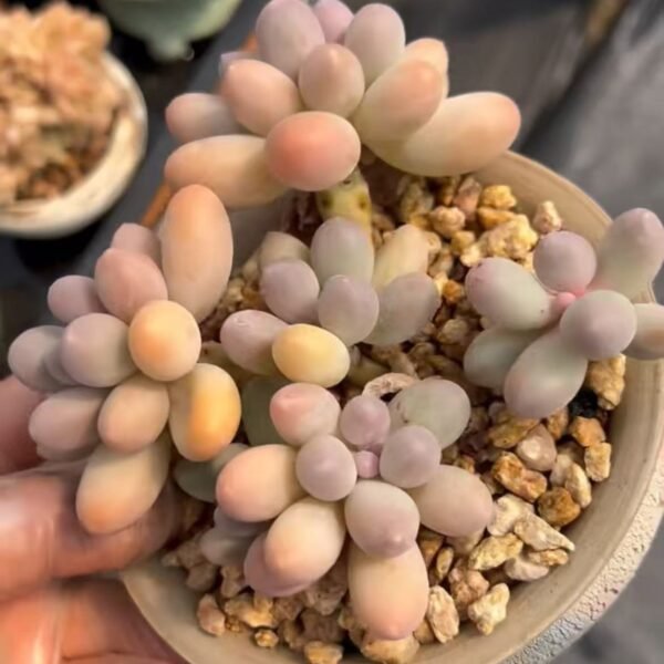 Echeveria ‘Tangyuan’