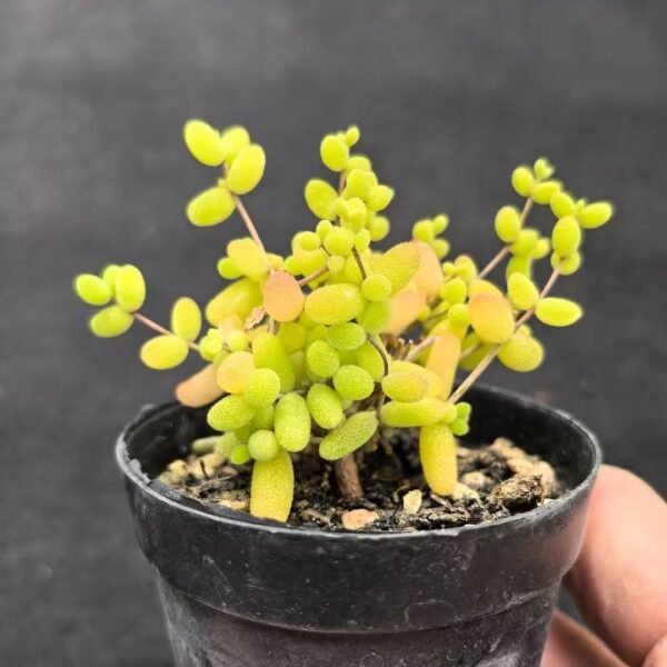 015. Echeveria ‘Millet’