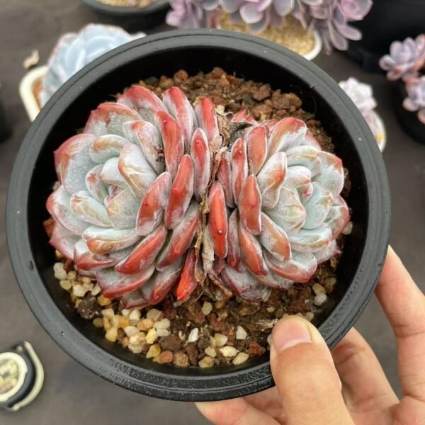 Echeveria ‘Monroe’