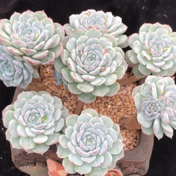 Echeveria ‘Pinwheel’