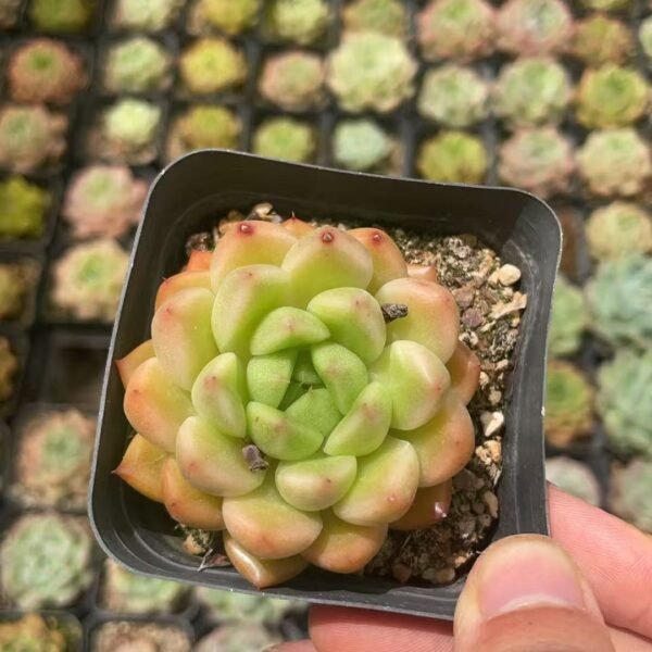 003. Echeveria Monroe