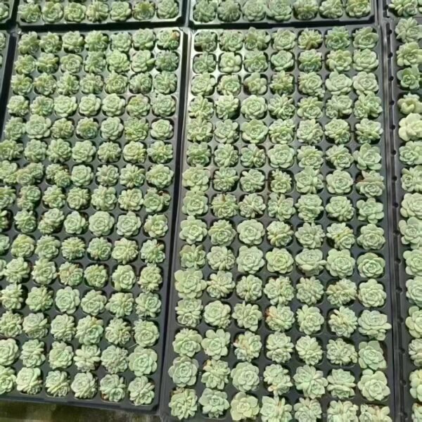 050. Echeveria ‘Velvet’