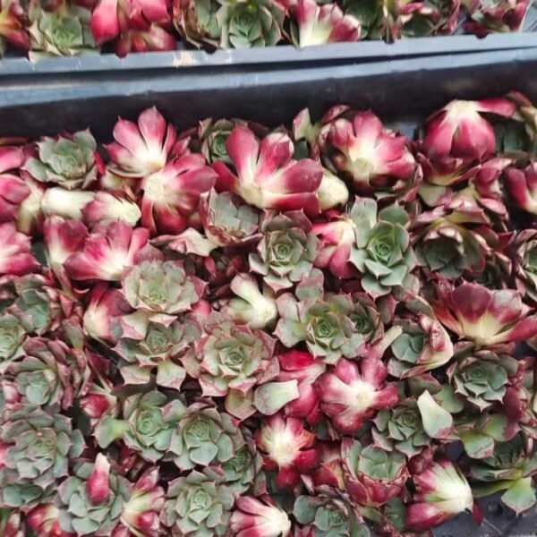 038. Echeveria ‘longissima