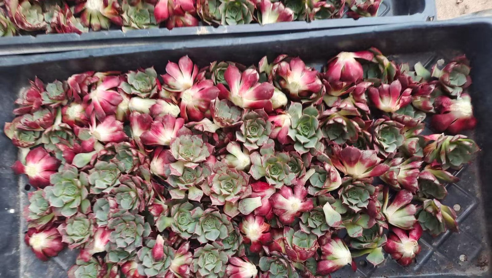 Echeveria 'longissima