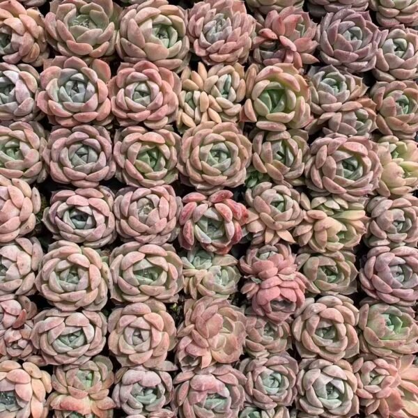 165. Othonna capensis ‘Ruby Necklace’