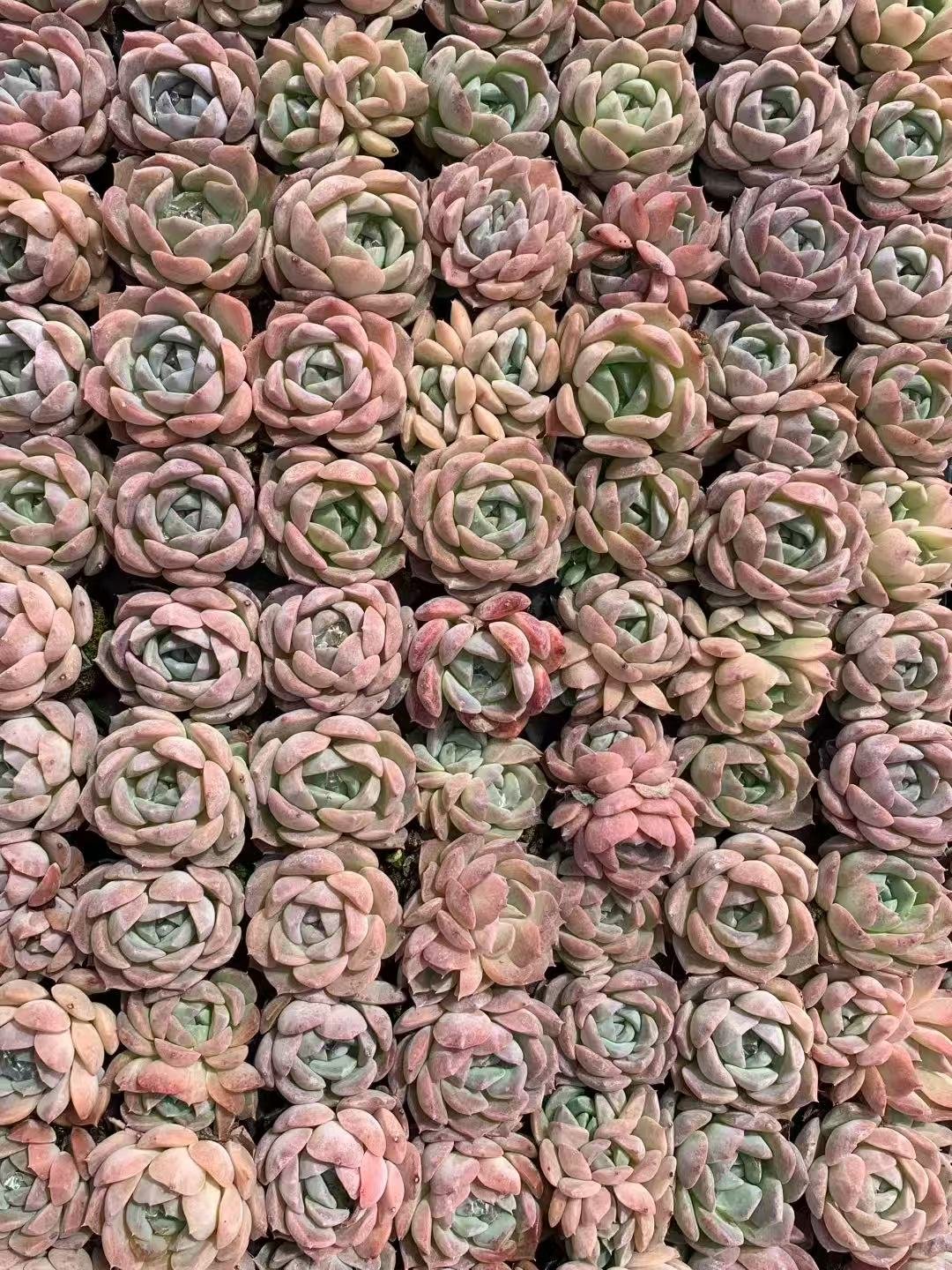 Othonna capensis 'Ruby Necklace'