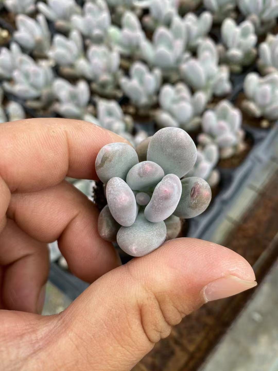 Pachyphytum 'Blue Haze'