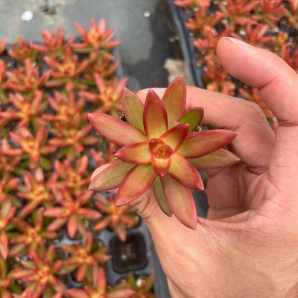 030. Sedum adolphii ‘Firestorm’