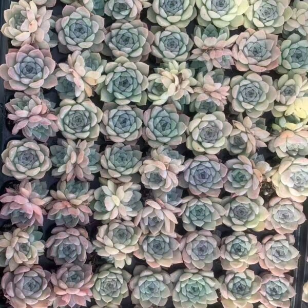 205. Echeveria Snow Beauty