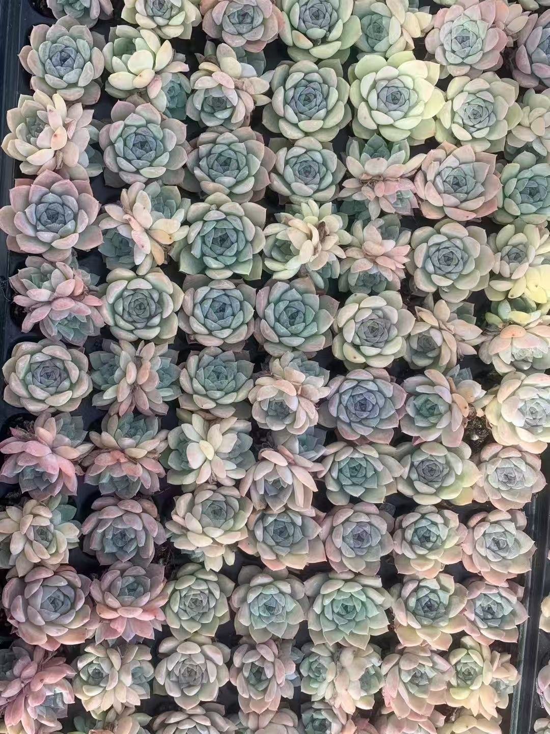 Echeveria Snow Beauty