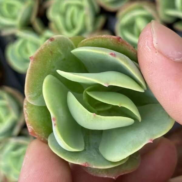 054. Echeveria ‘Peach Pride’