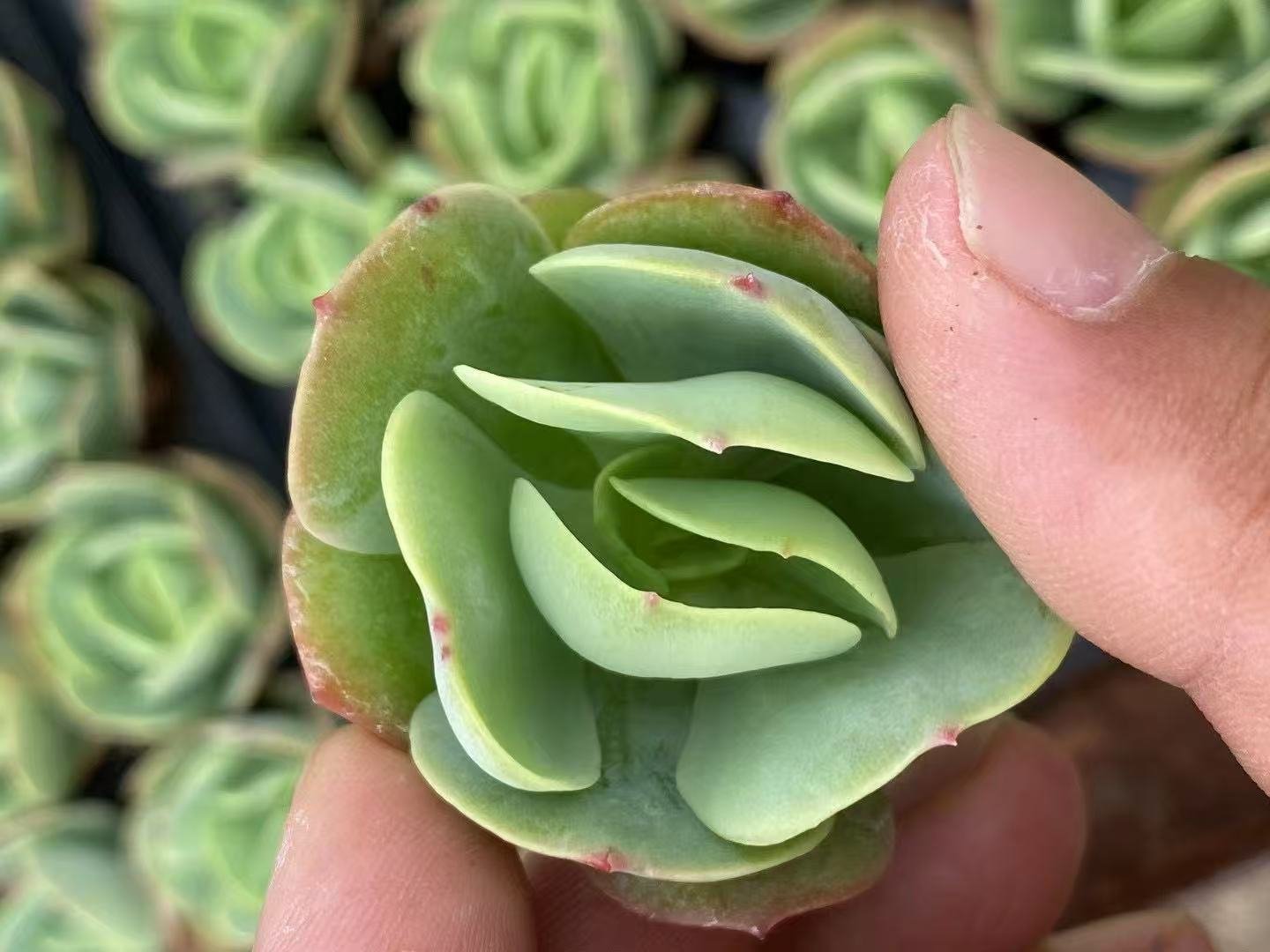 Echeveria 'Peach Pride'