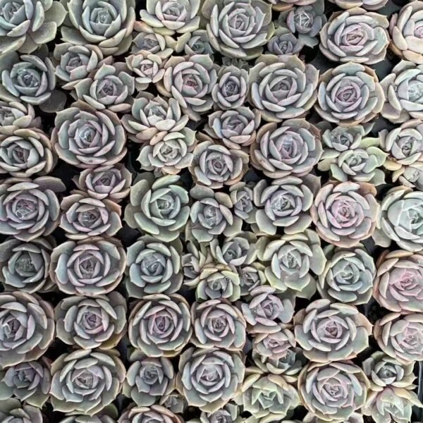 191. Echeveria ‘Lola’