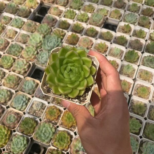 082. Haworthia cooperi var. truncata f. cristata