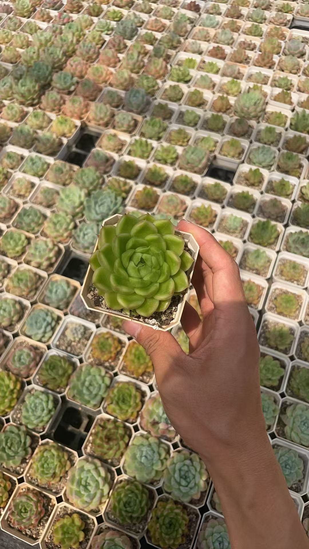 Haworthia cooperi var. truncata f. cristata