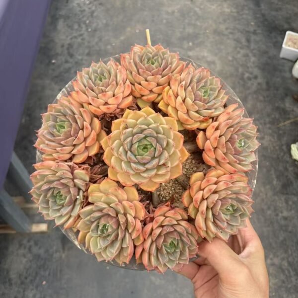 Echeveria ‘Madame Rose’