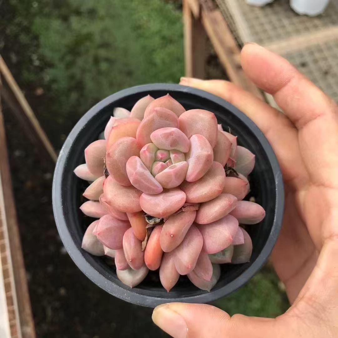 Echeveria 'Ariel'