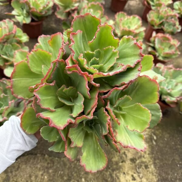 109. Echeveria ‘Dick Wright’