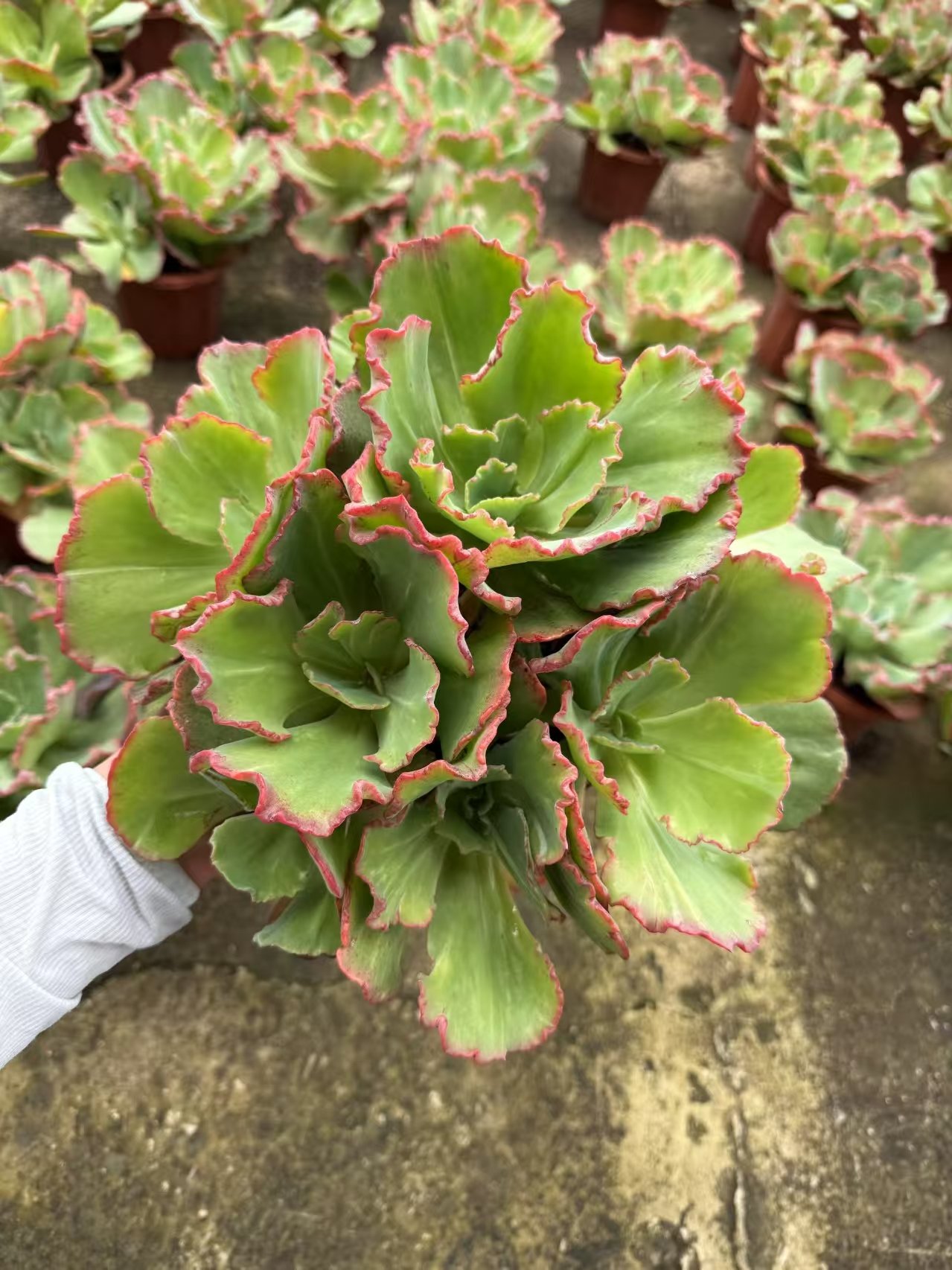 Echeveria 'Dick Wright'
