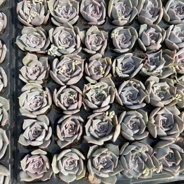 195. Echeveria lucila