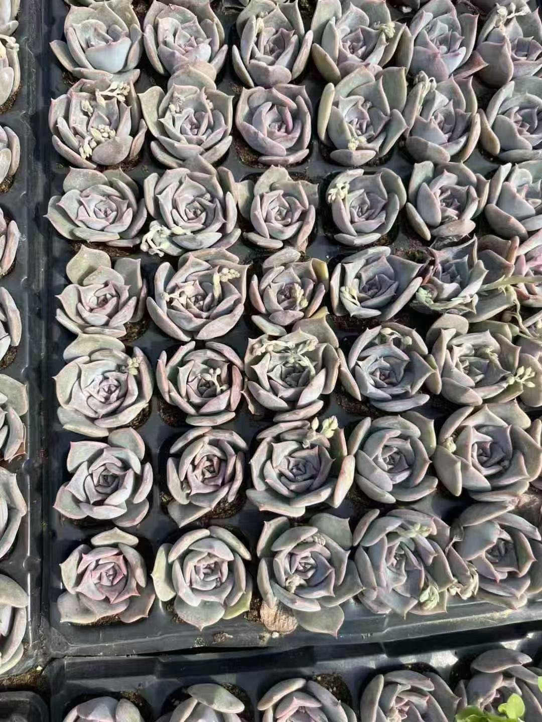 Echeveria lucila