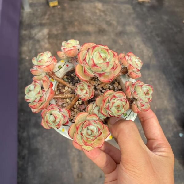 Sedeveria ‘Pudgye’