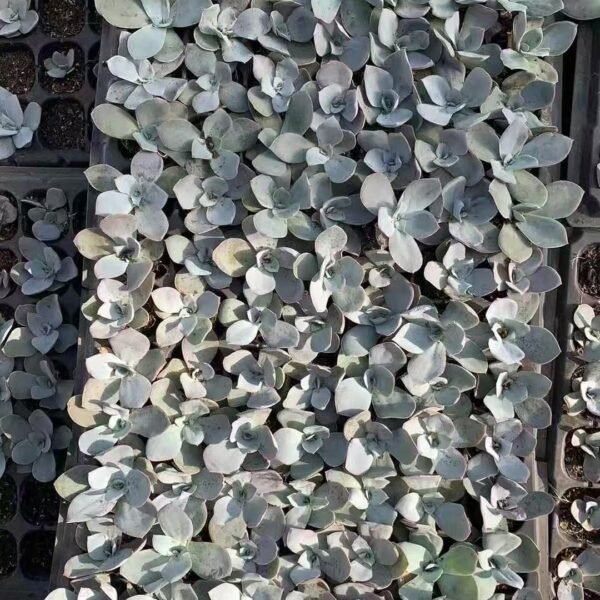 037. Echeveria cante