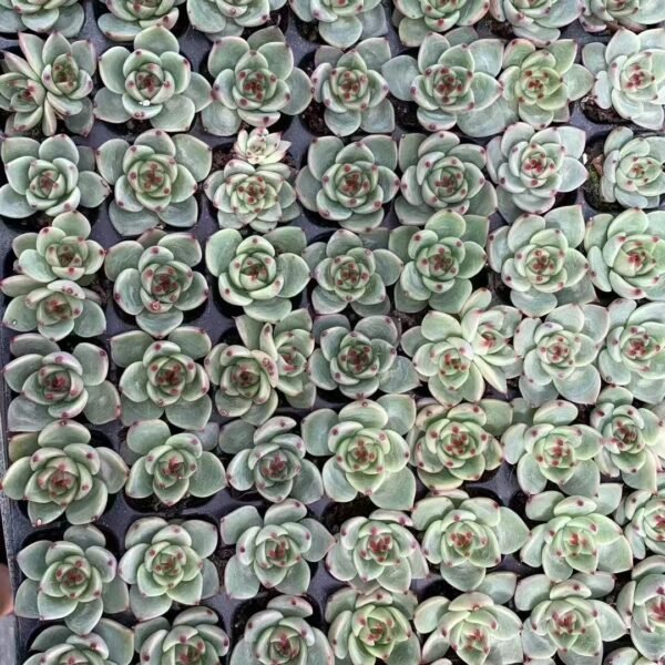 065. Echeveria Agavoides ‘Blue Dragon’