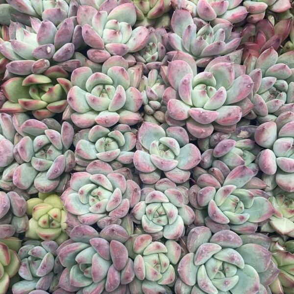 020. Echeveria chihuahuaensis