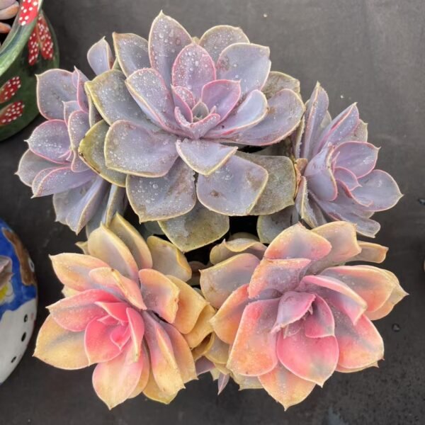 Echeveria 'Perle von Nurnberg'