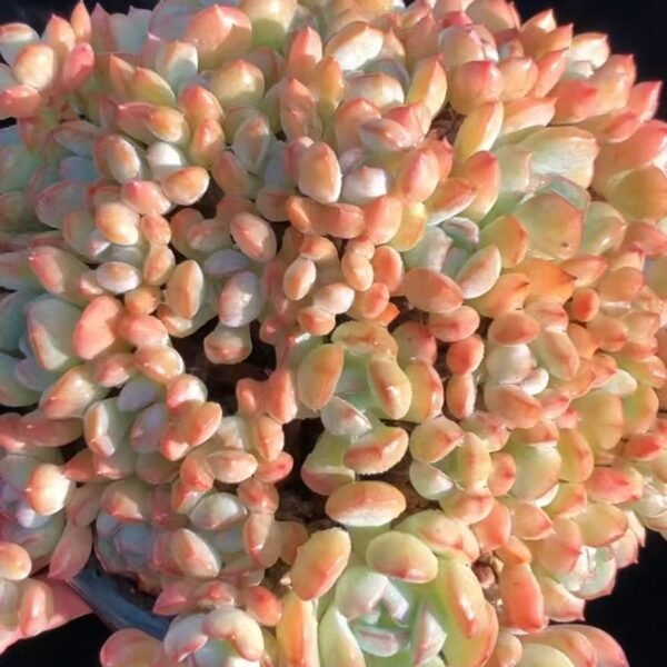 102. Echeveria ‘Peach Green’