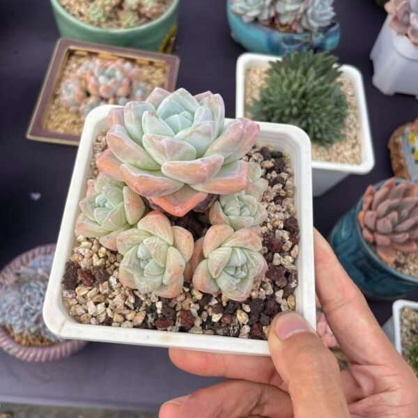 103. Echeveria 'Ice green'