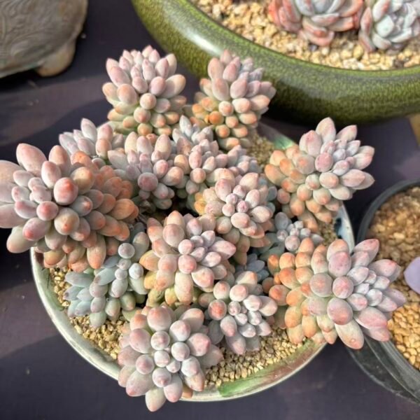 Echeveria "Glutinous Rice Balls"