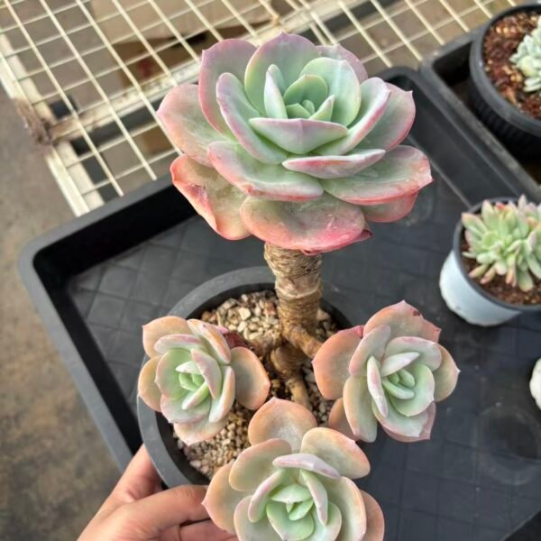 Echeveria "Blood Phoenix"