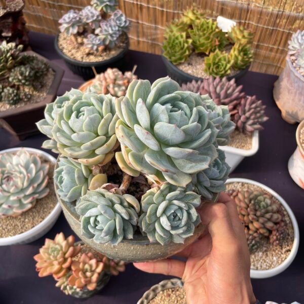131. Echeveria 'Laurin'