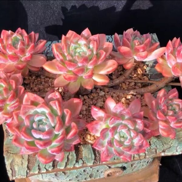 002. Echeveria 'Santa Maria'