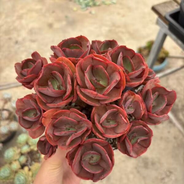 Echeveria ‘Xiu Yan’