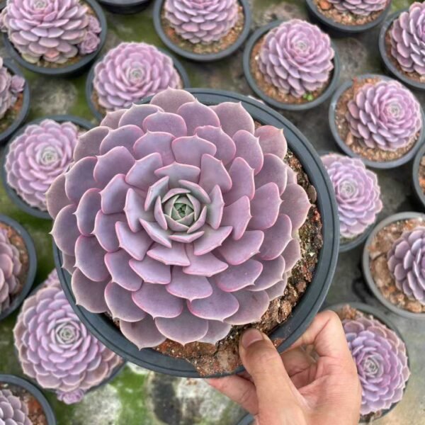 097. Echeveria 'Pierce butterfly'