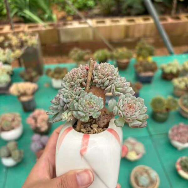 Echeveria 'White Fat'