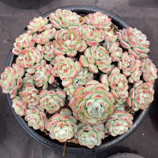 028. Echeveria 'Pudgye'