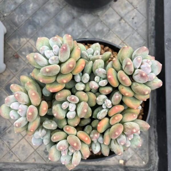 151. Pachyphytum oviferum 'Mikadukibijin'