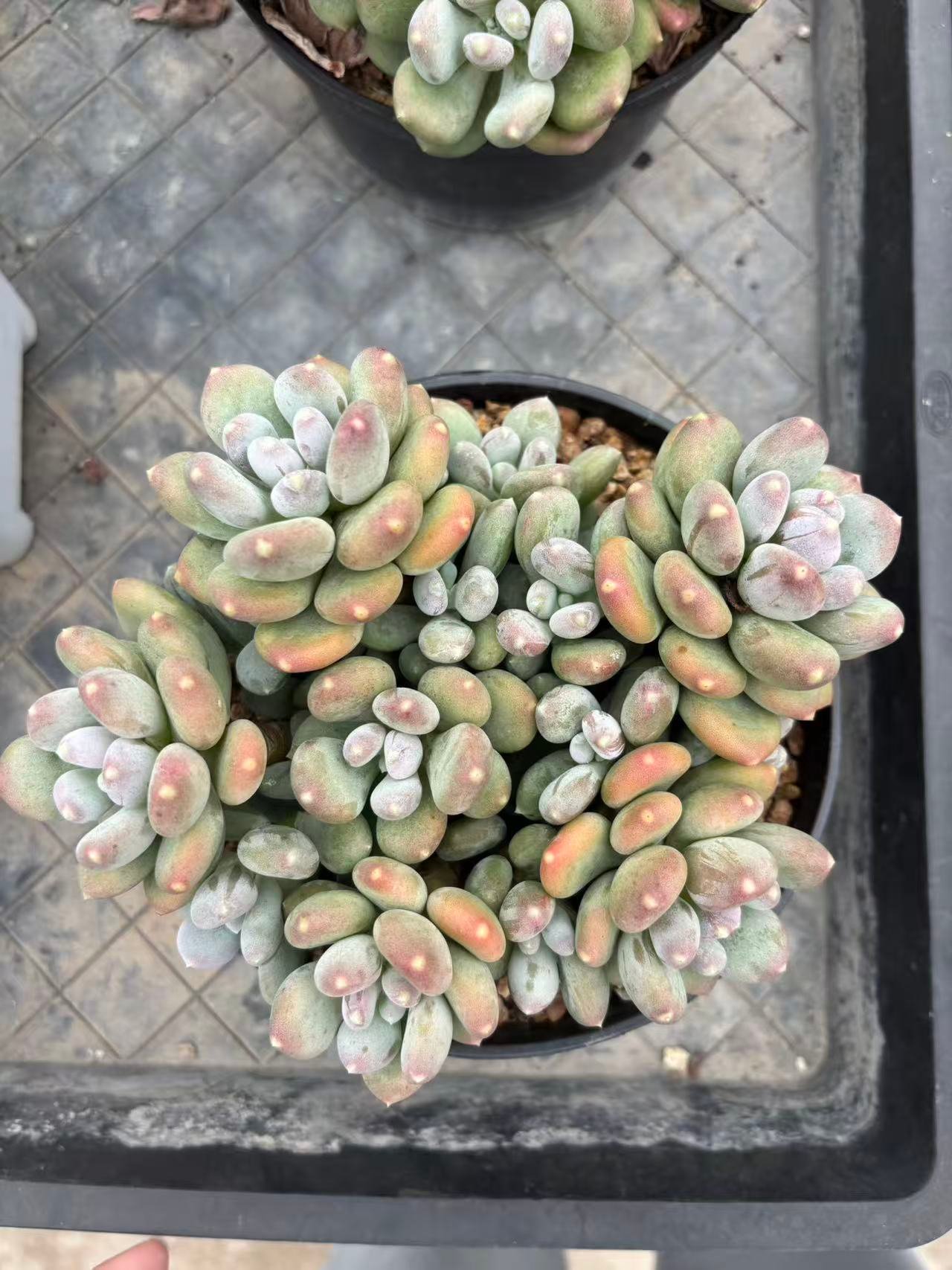 Pachyphytum oviferum 'Mikadukibijin'