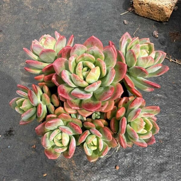 088. Echeveria 'Lhasa'