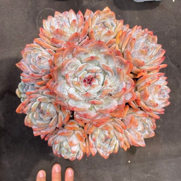Echeveria 'Monroe'
